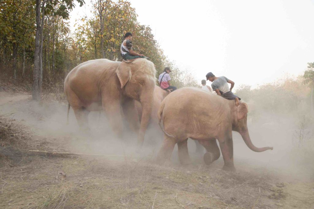 New White Elephant Looks Healthy And Happy With His Mother Mammal - Global  New Light Of Myanmar