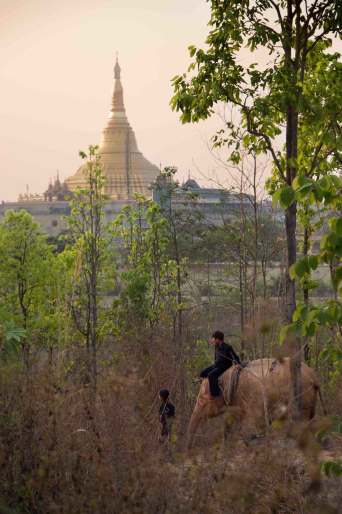 Rare white elephant discovered roaming wild in Burmese jungle